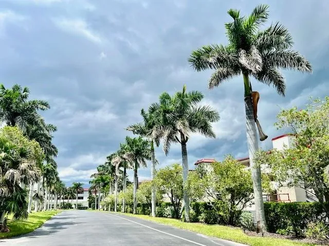 a picture of palm trees