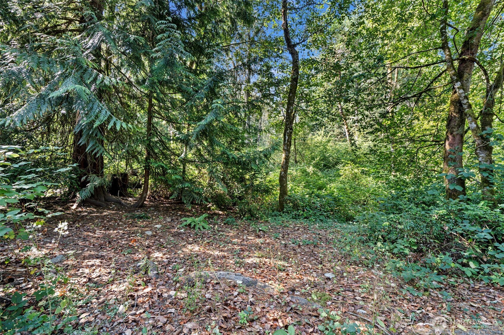 18220 70th St Court Southwest Longbranch, WA 98351 - Photo 4 of 21 a view of a forest with trees in the background