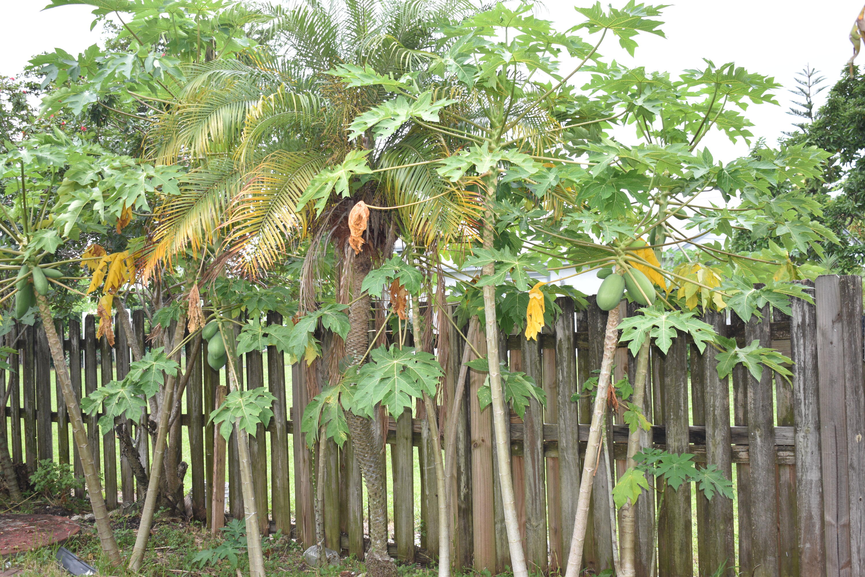 23188 Bentley Place Boca Raton, FL 33433 - Photo 17 of 20 papaya trees