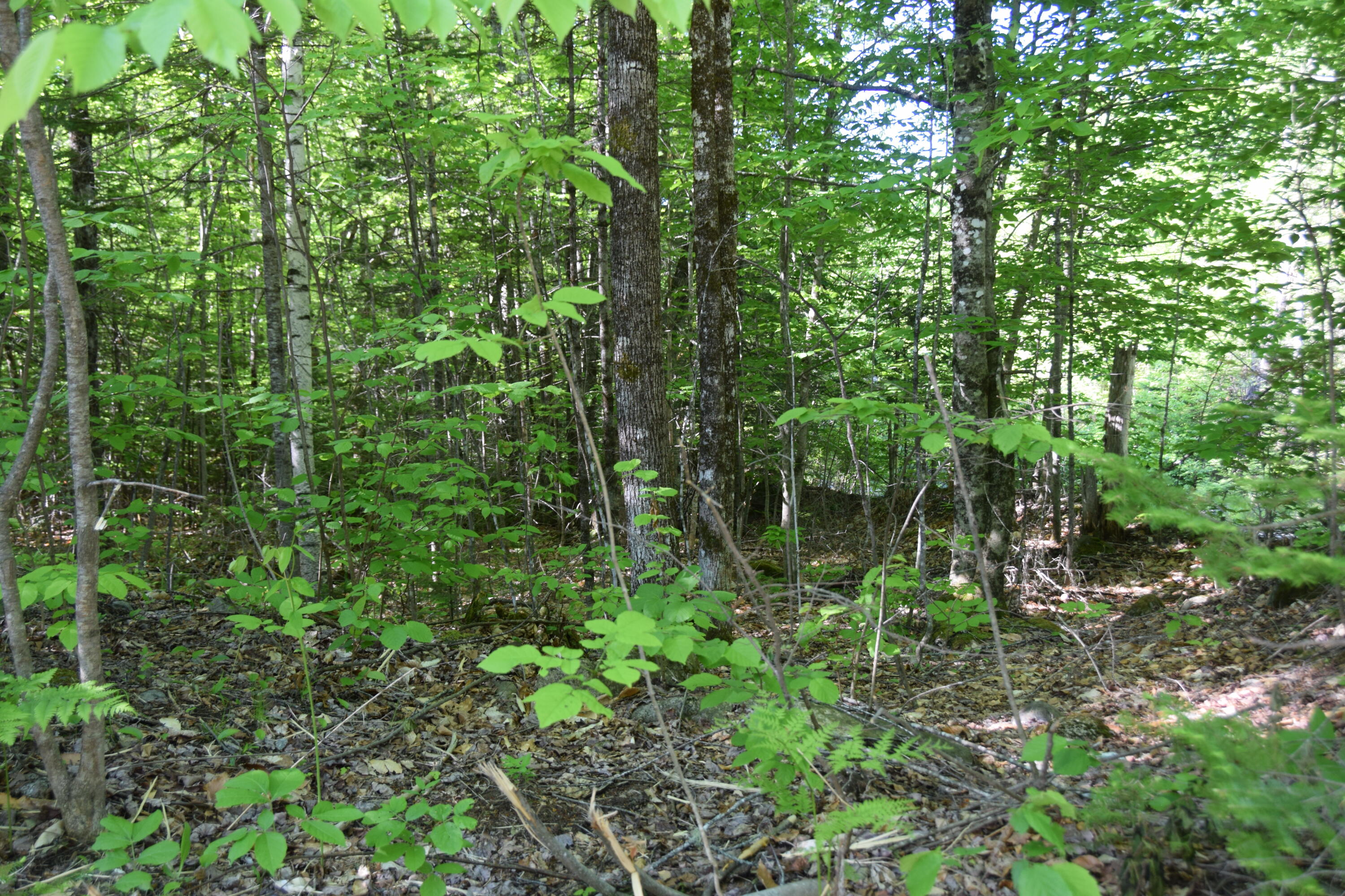 M10-l6-1 Hancock Pond Road New Portland, ME 04961 - Photo 10 of 30 DSC_0006