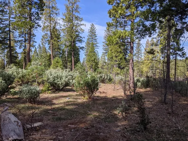 a view of a forest filled with trees