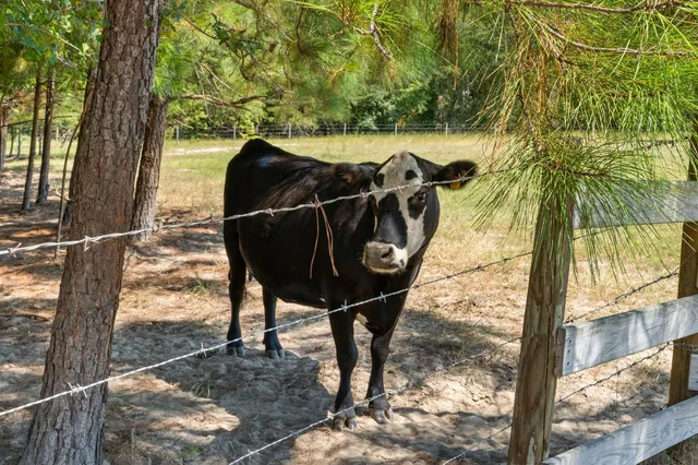 $850,000 | 635 Royal Road, Girard, GA 30426