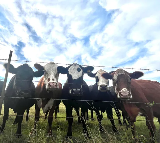 $850,000 | 635 Royal Road, Girard, GA 30426