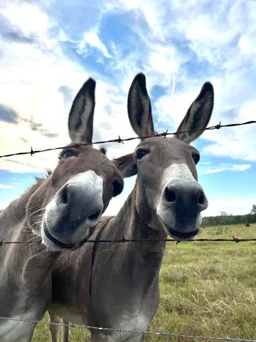 $850,000 | 635 Royal Road, Girard, GA 30426