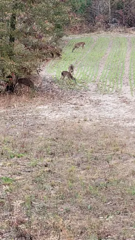 $850,000 | 635 Royal Road, Girard, GA 30426