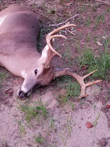 $850,000 | 635 Royal Road, Girard, GA 30426