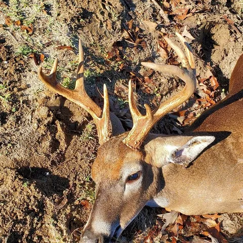 $850,000 | 635 Royal Road, Girard, GA 30426