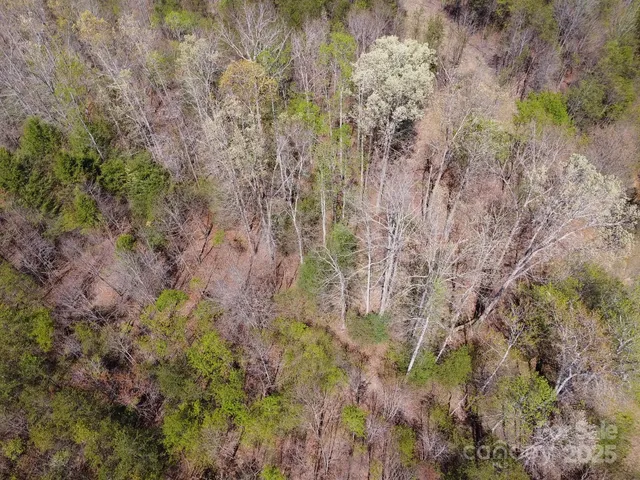 a view of a forest with a house