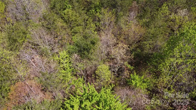 a view of a forest with a tree