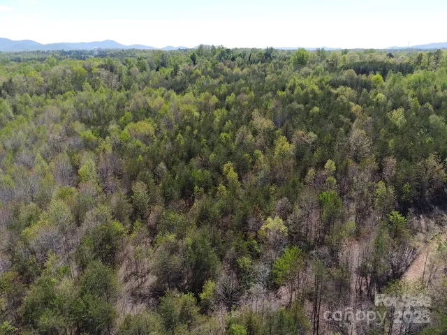 a view of a forest with trees in the background