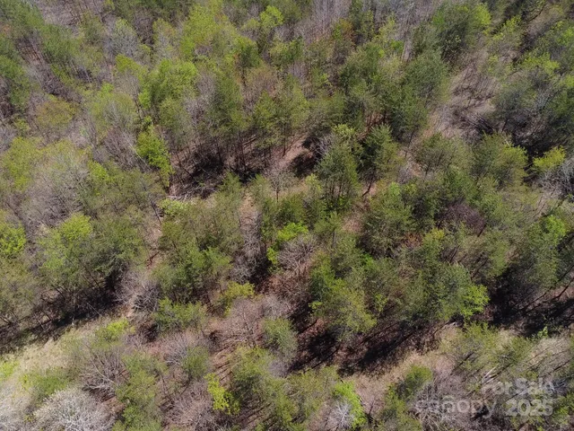 a view of a forest with trees