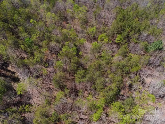 a view of a plants in a forest