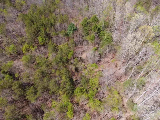 a view of a forest with a lush green forest