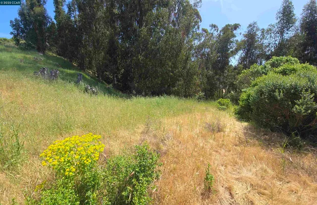 a view of a yard with a tree