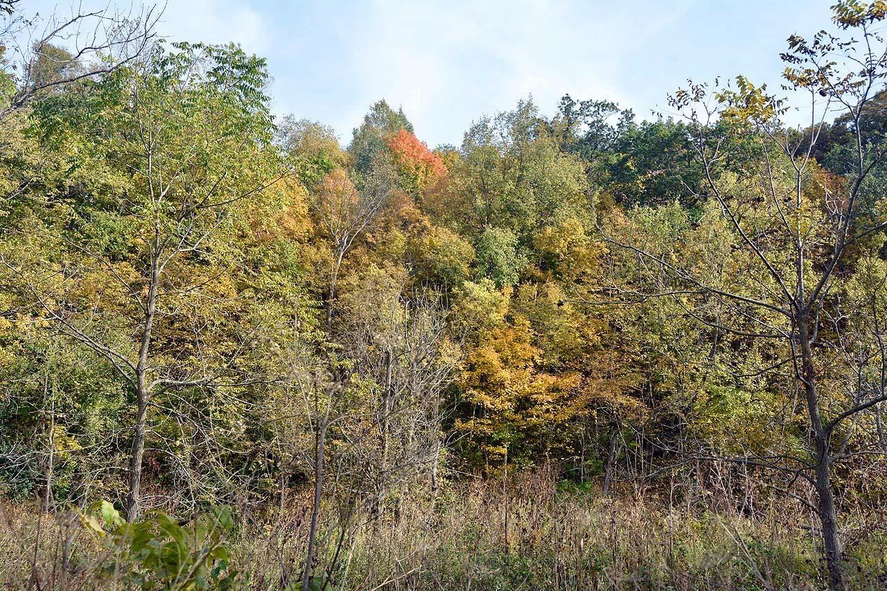 Happy Hollow Road Decorah, IA 52101 - Photo 15 of 17 Gallery Image 15
