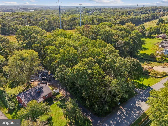a view of a yard with plants and large trees