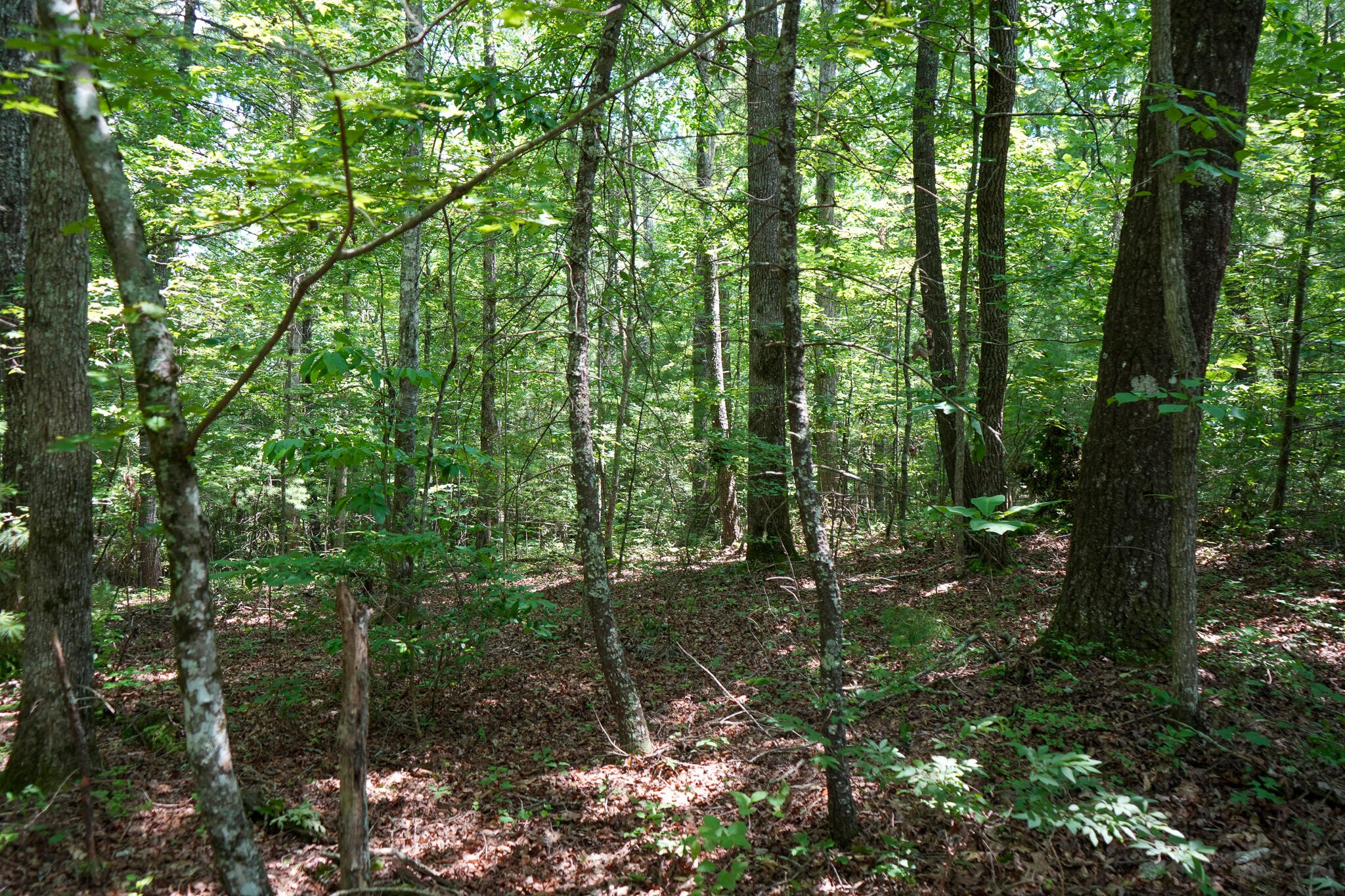 0 Hemlock Bluff Way Deer Lodge, TN 37726 - Photo 9 of 11 Gallery Image 9