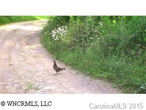 0 White Rock Branch Road Candler, NC 28715 - Photo 4 of 5