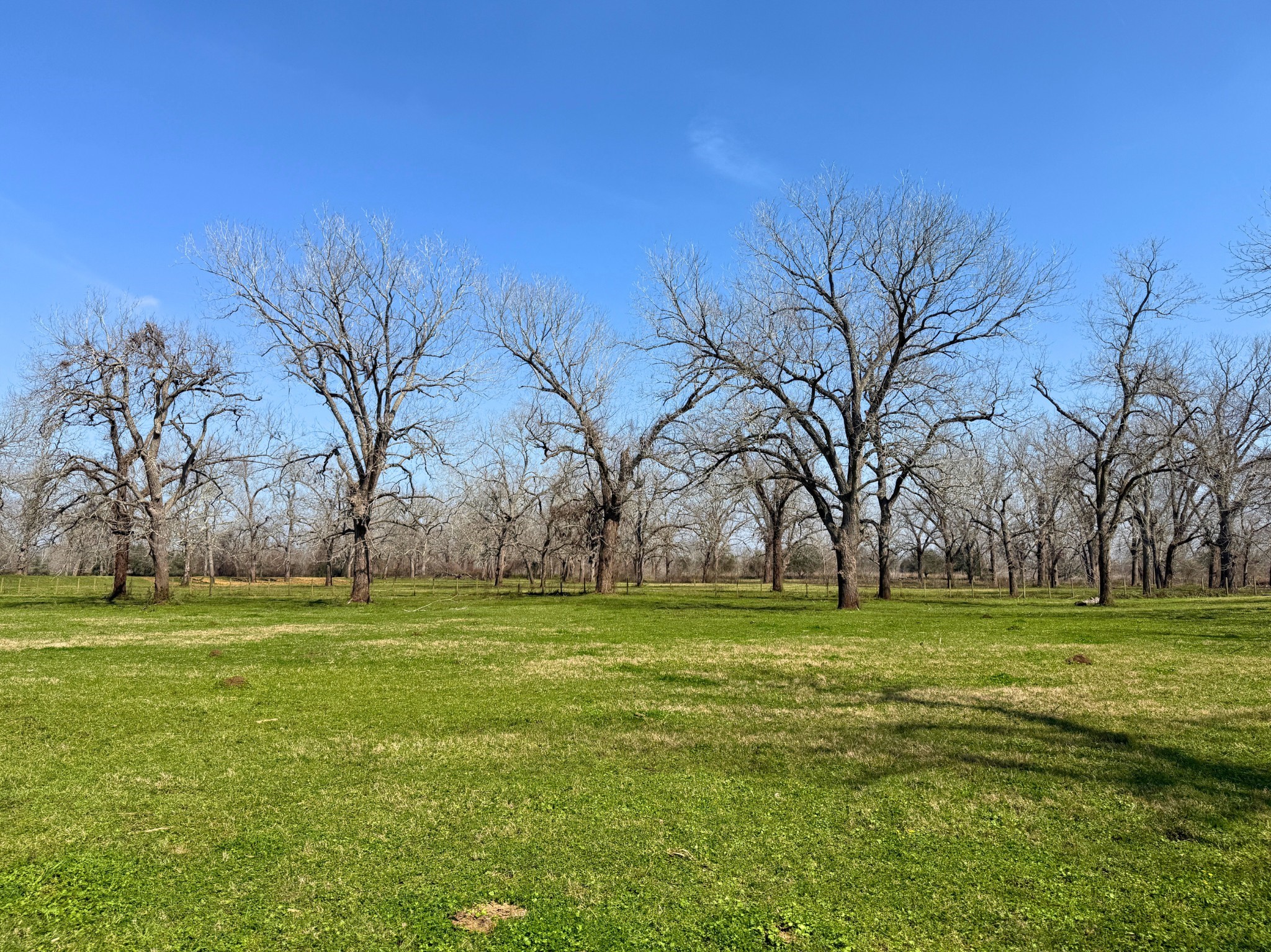 Tbd River Ridge Road Sealy, TX 77474 - Photo 7 of 10 a big yard with lots of trees