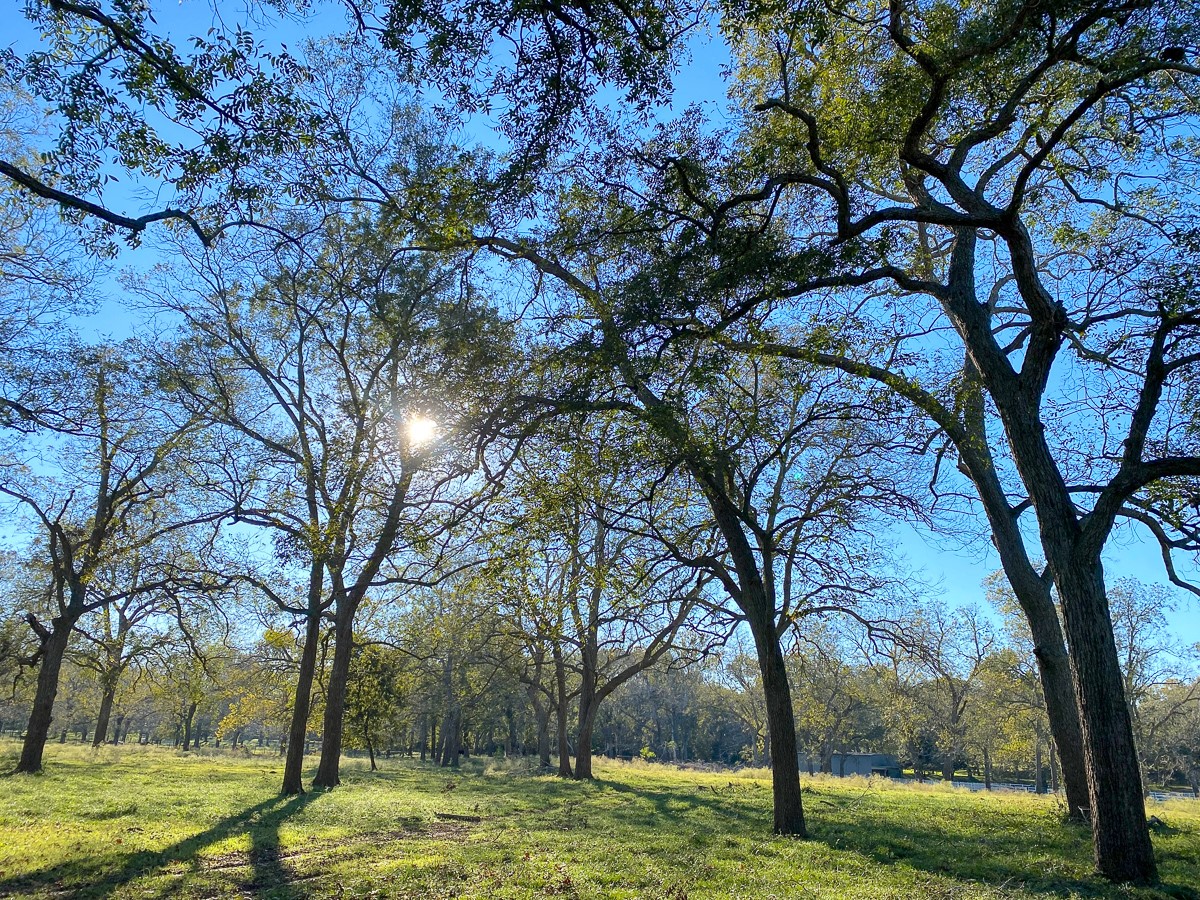 Tbd River Ridge Road Sealy, TX 77474 - Photo 10 of 10 a view of a trees with a yard