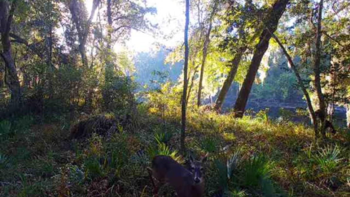 0 Southwest Dragon Way Jasper, FL 32052 - Photo 5 of 8