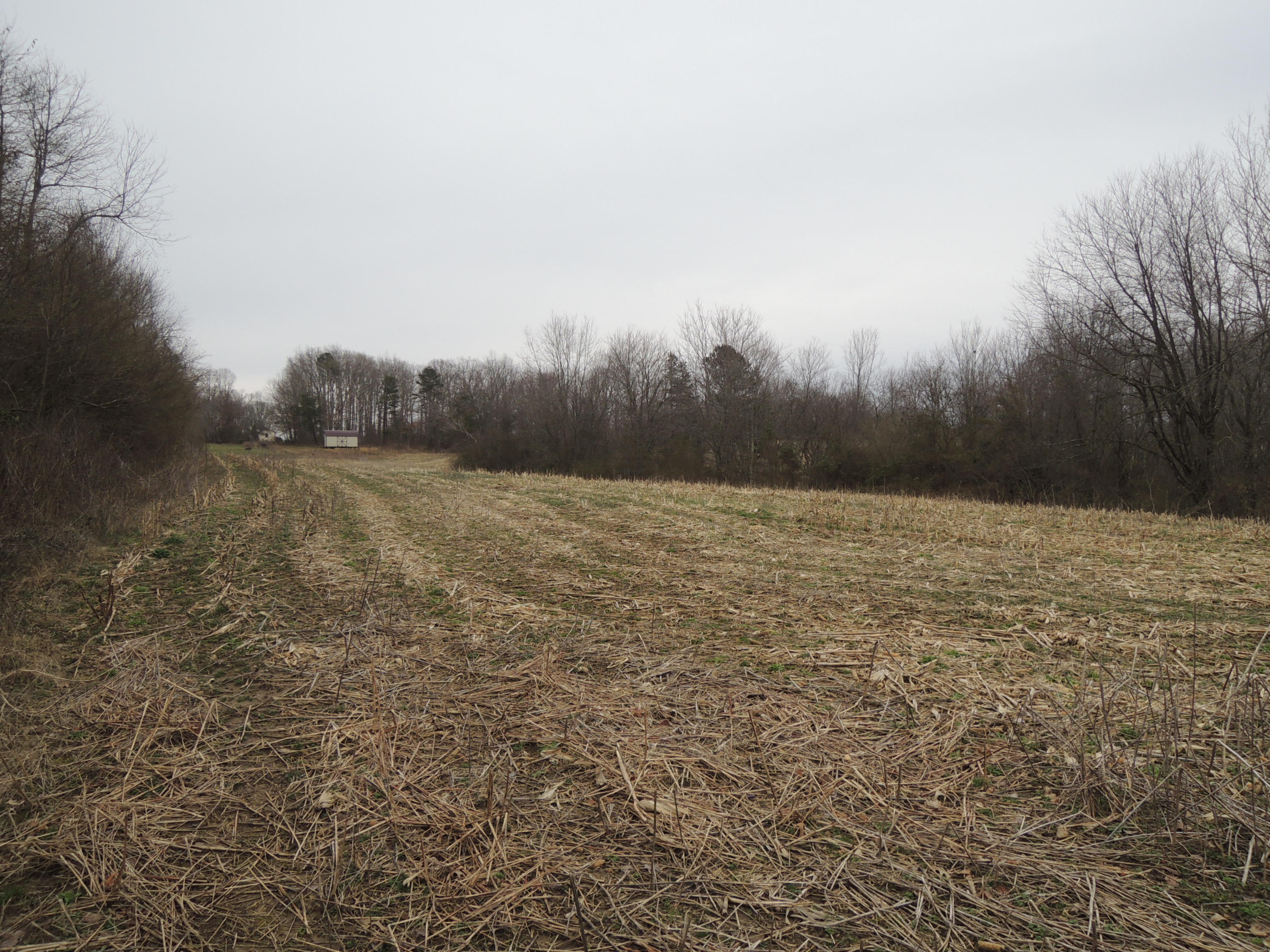 Ray Brown Road Jamestown, TN 38556 - Photo 1 of 3 Selby (1)