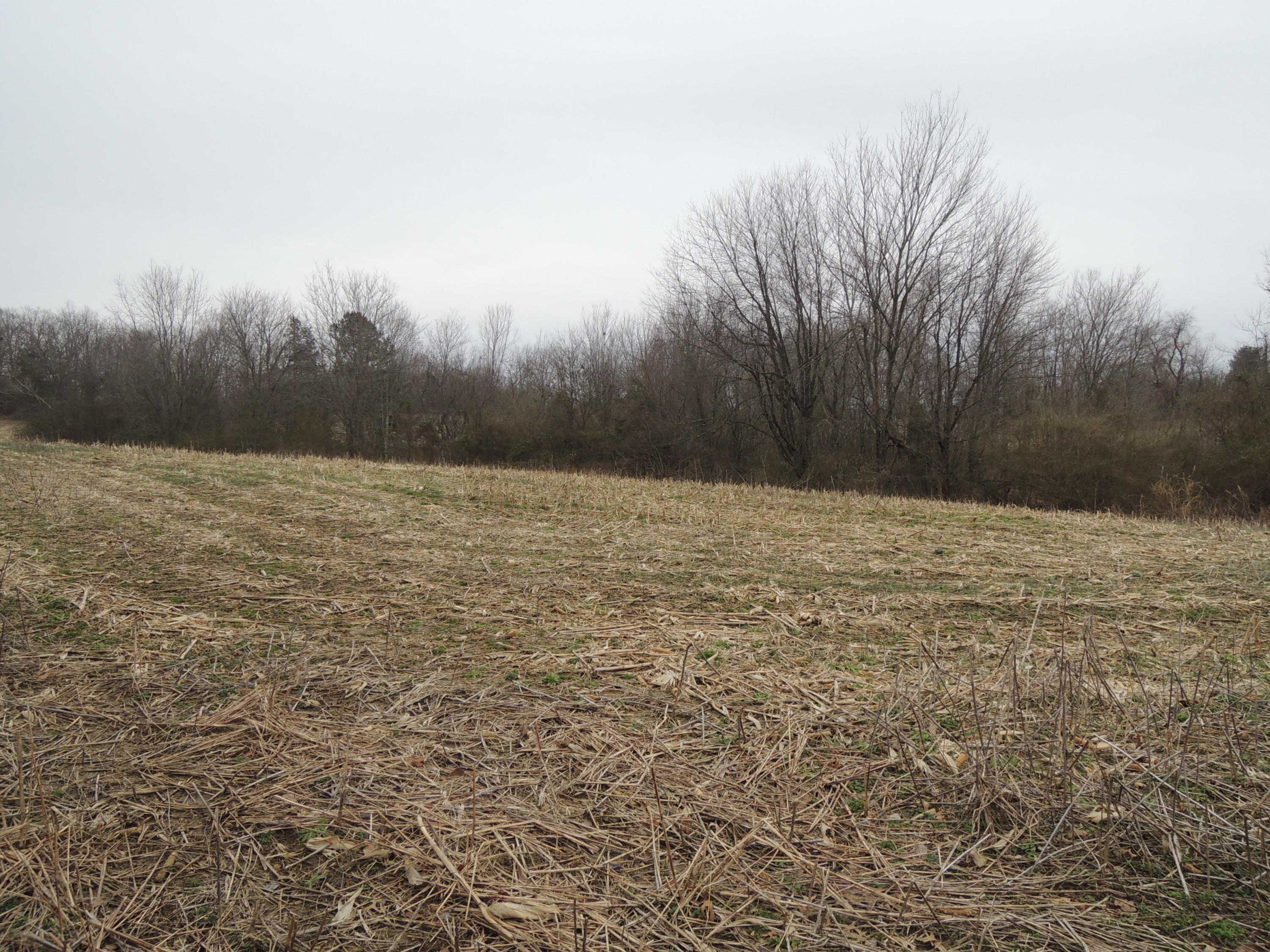 Ray Brown Road Jamestown, TN 38556 - Photo 2 of 3 Selby (2)