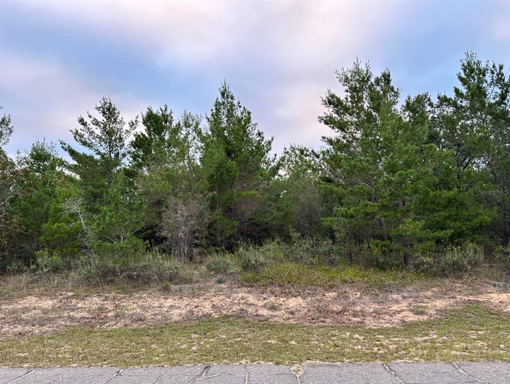 Colmart Drive Chipley, FL 32428 - Photo 5 of 5 a view of a yard with plants and large trees