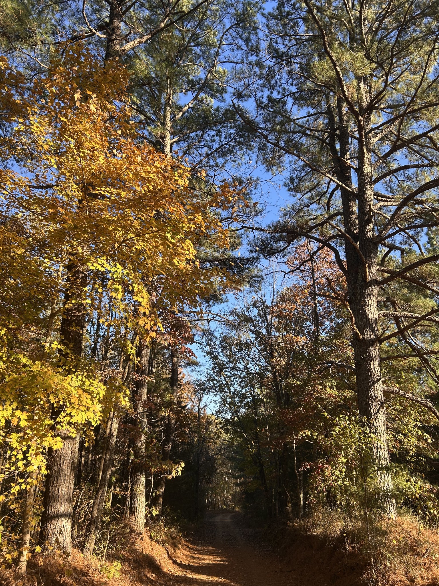 7111 Wink Parker Road Lyles, TN 37098 - Photo 2 of 47