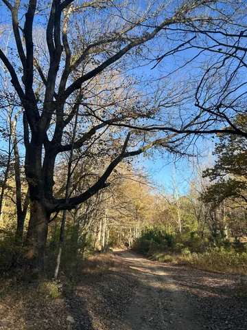 a view of a forest with trees in front of it