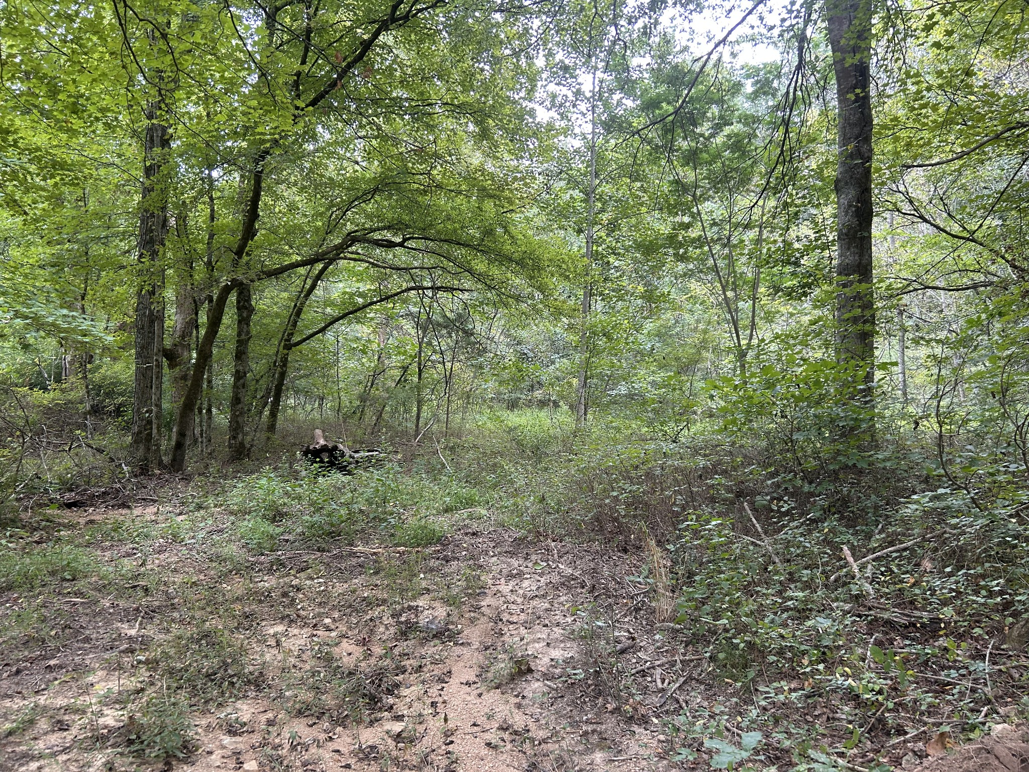 7111 Wink Parker Road Lyles, TN 37098 - Photo 34 of 47 a view of a forest that has large trees