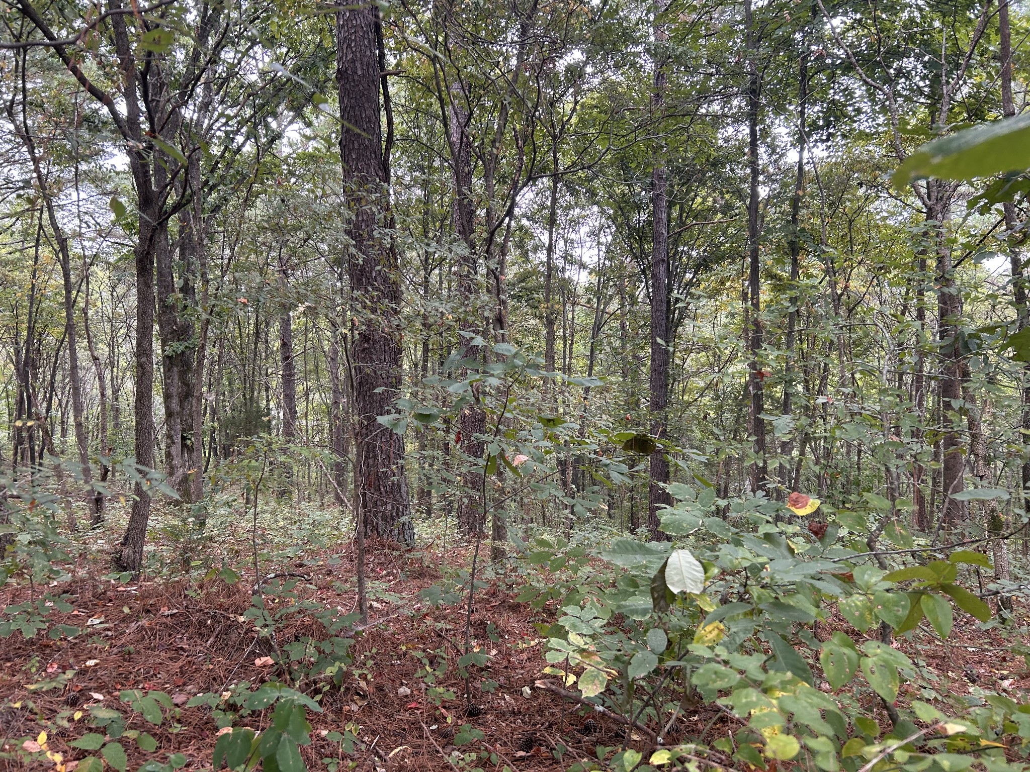 7111 Wink Parker Road Lyles, TN 37098 - Photo 35 of 47