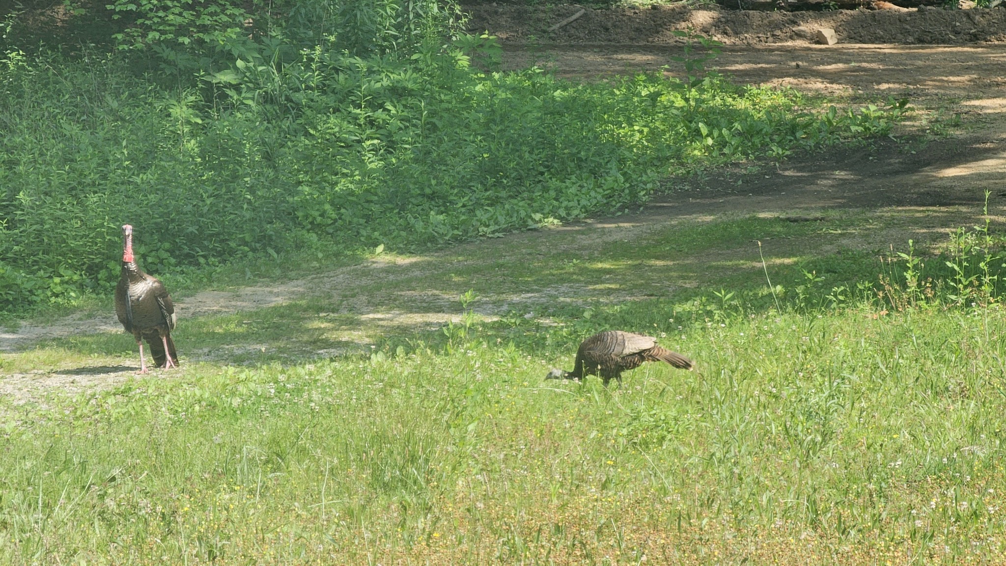 7111 Wink Parker Road Lyles, TN 37098 - Photo 42 of 47 a backyard of a house with lots of green space and lake view
