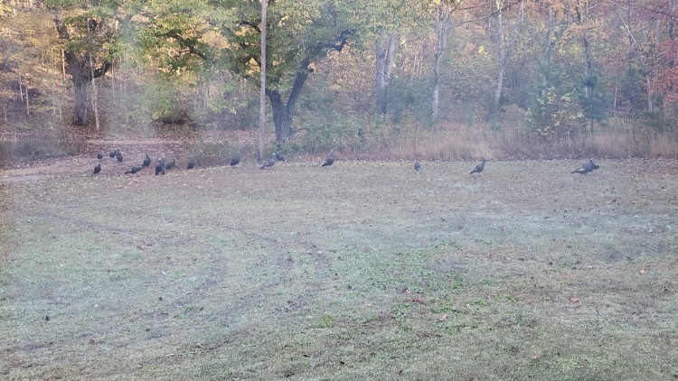 7111 Wink Parker Road Lyles, TN 37098 - Photo 44 of 47