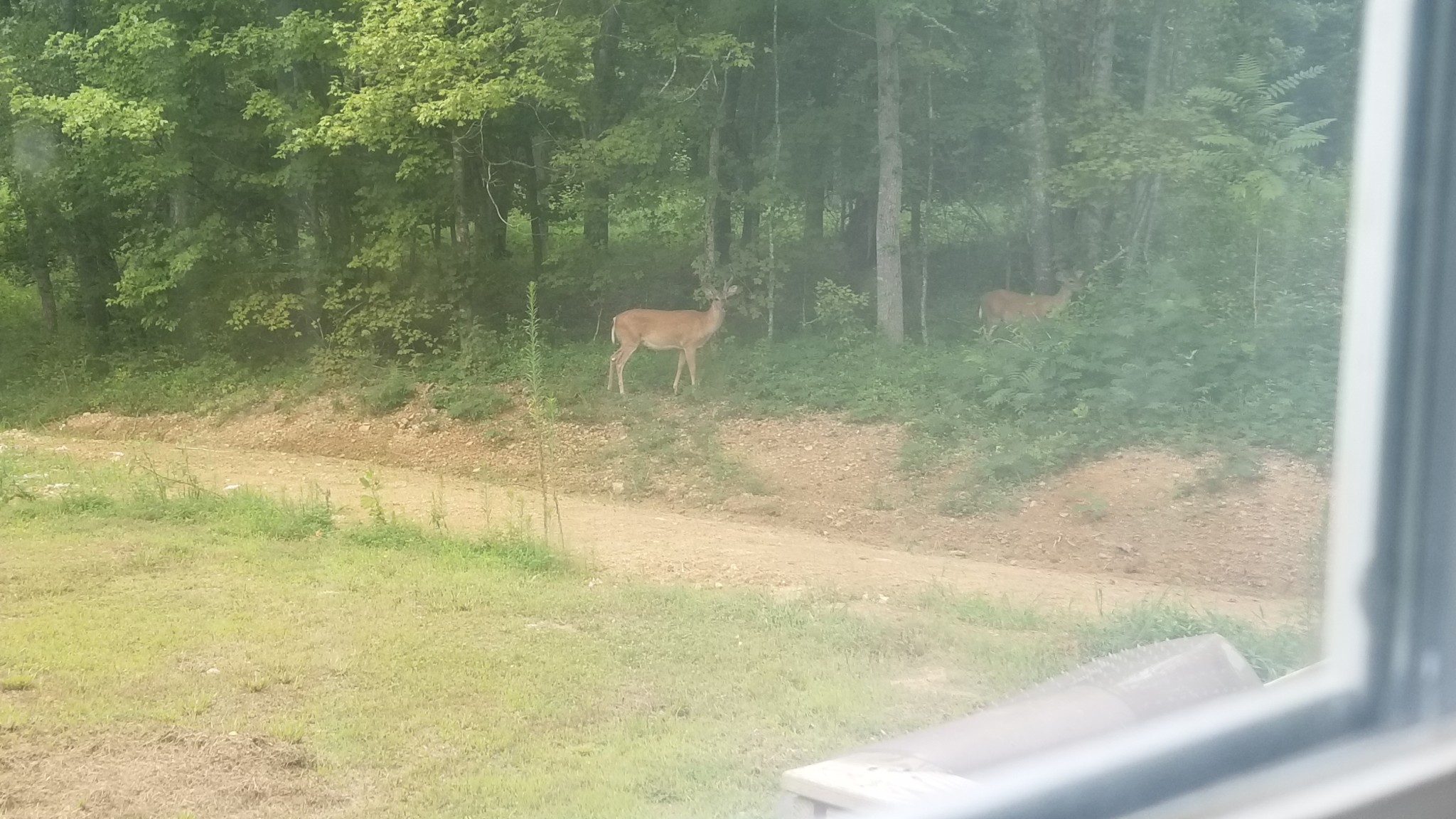 7111 Wink Parker Road Lyles, TN 37098 - Photo 45 of 47