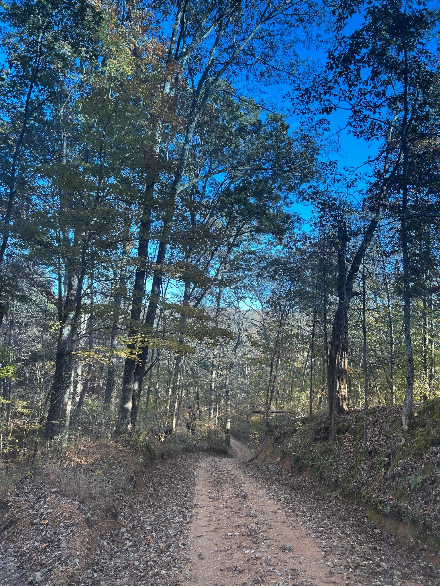 7111 Wink Parker Road Lyles, TN 37098 - Photo 5 of 47 a backyard of a house with lots of green space