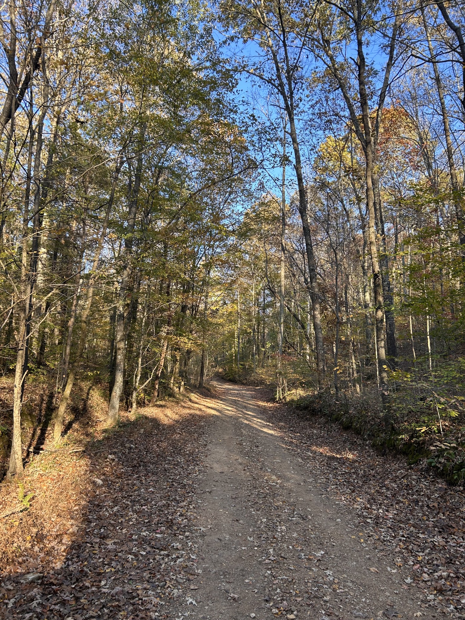 7111 Wink Parker Road Lyles, TN 37098 - Photo 6 of 47