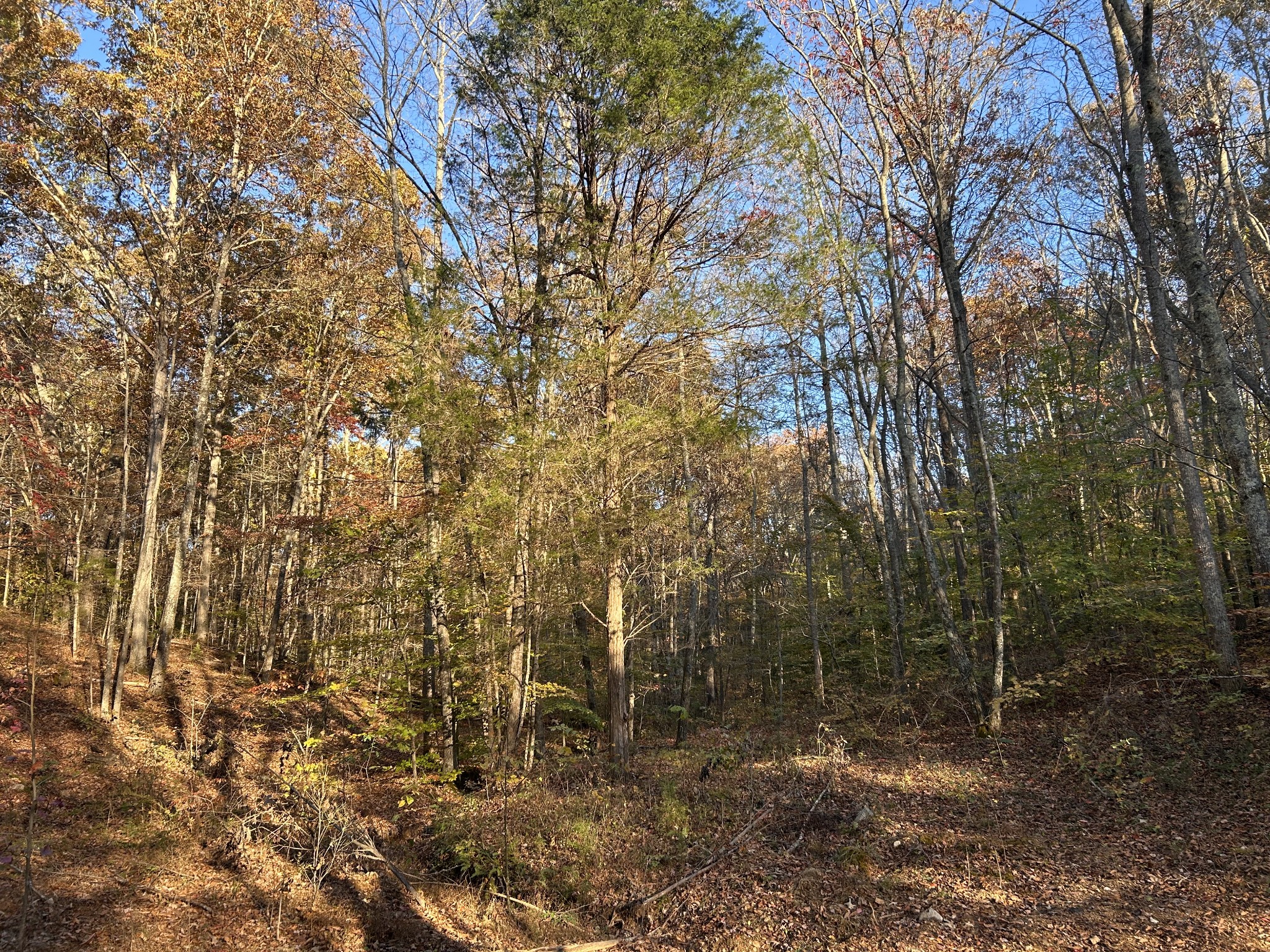 7111 Wink Parker Road Lyles, TN 37098 - Photo 7 of 47 a view of a forest with trees in front of it
