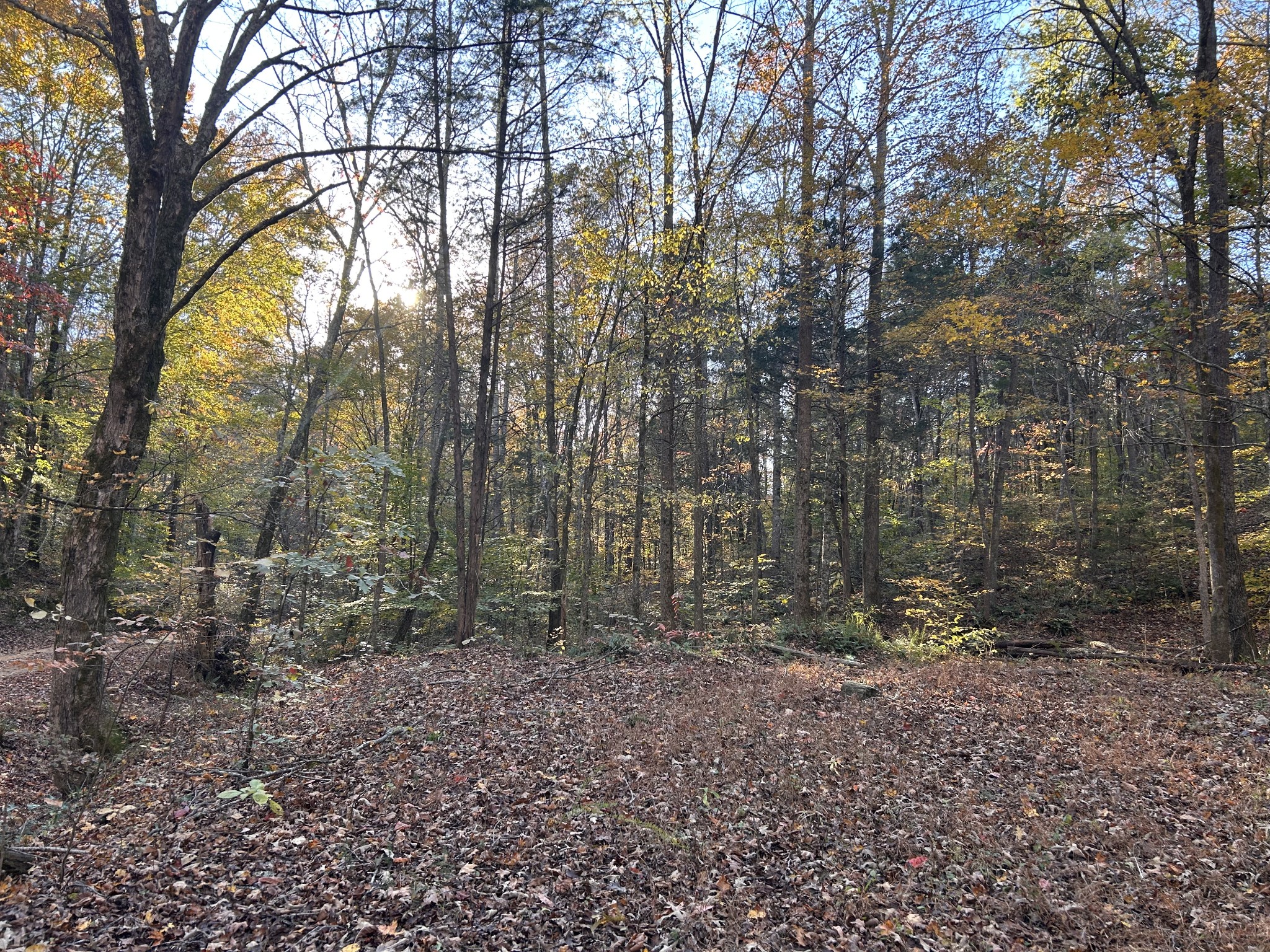 7111 Wink Parker Road Lyles, TN 37098 - Photo 8 of 47