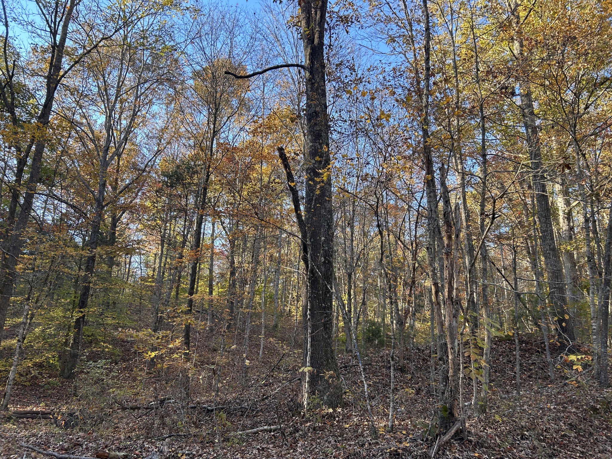 7111 Wink Parker Road Lyles, TN 37098 - Photo 10 of 47