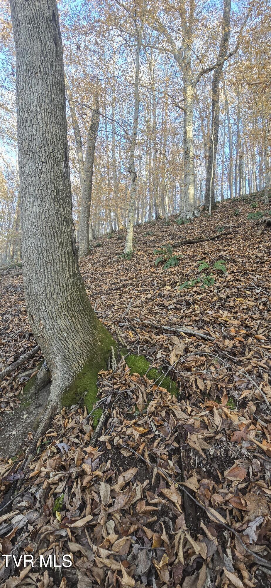 2351 Line Road Eidson, TN 37731 - Photo 15 of 21 20251112_161530~2