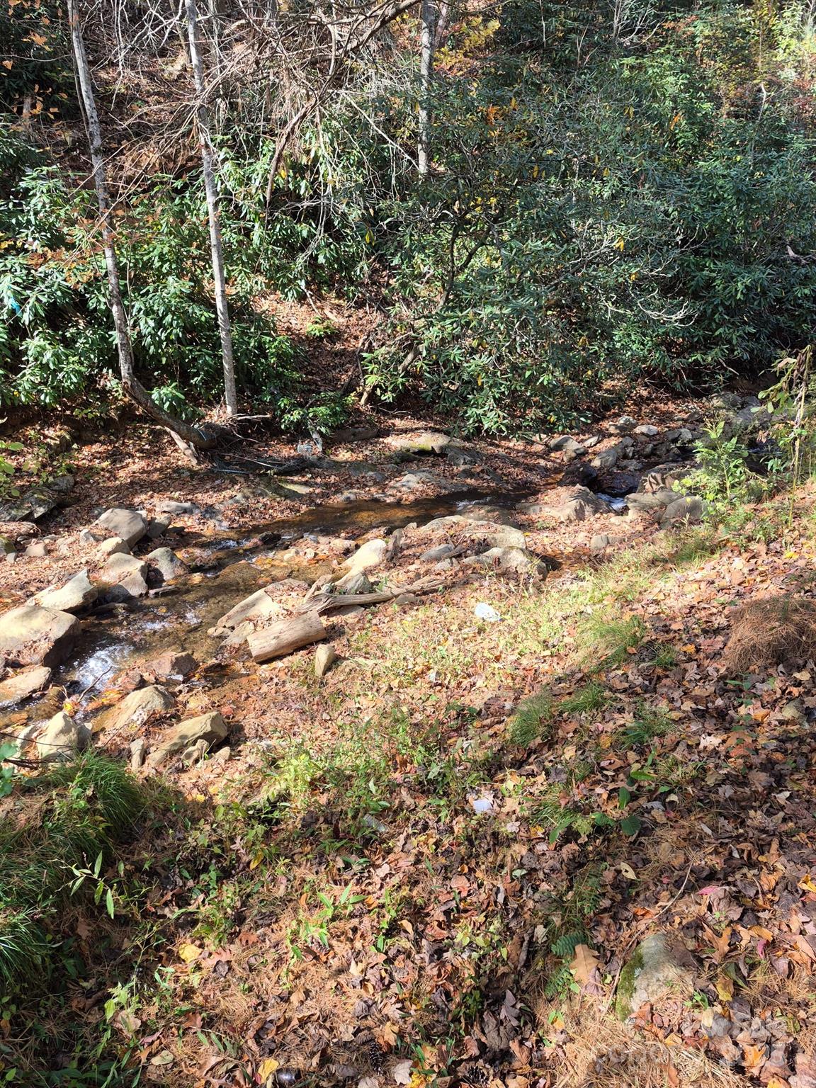 9 Smokey Cove Road Canton, NC 28716 - Photo 5 of 24 a view of a yard with plants and large trees