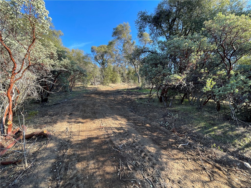 20 Harris Cut Off Road Mariposa, CA 95338 - Photo 8 of 10 a view of a yard with a tree