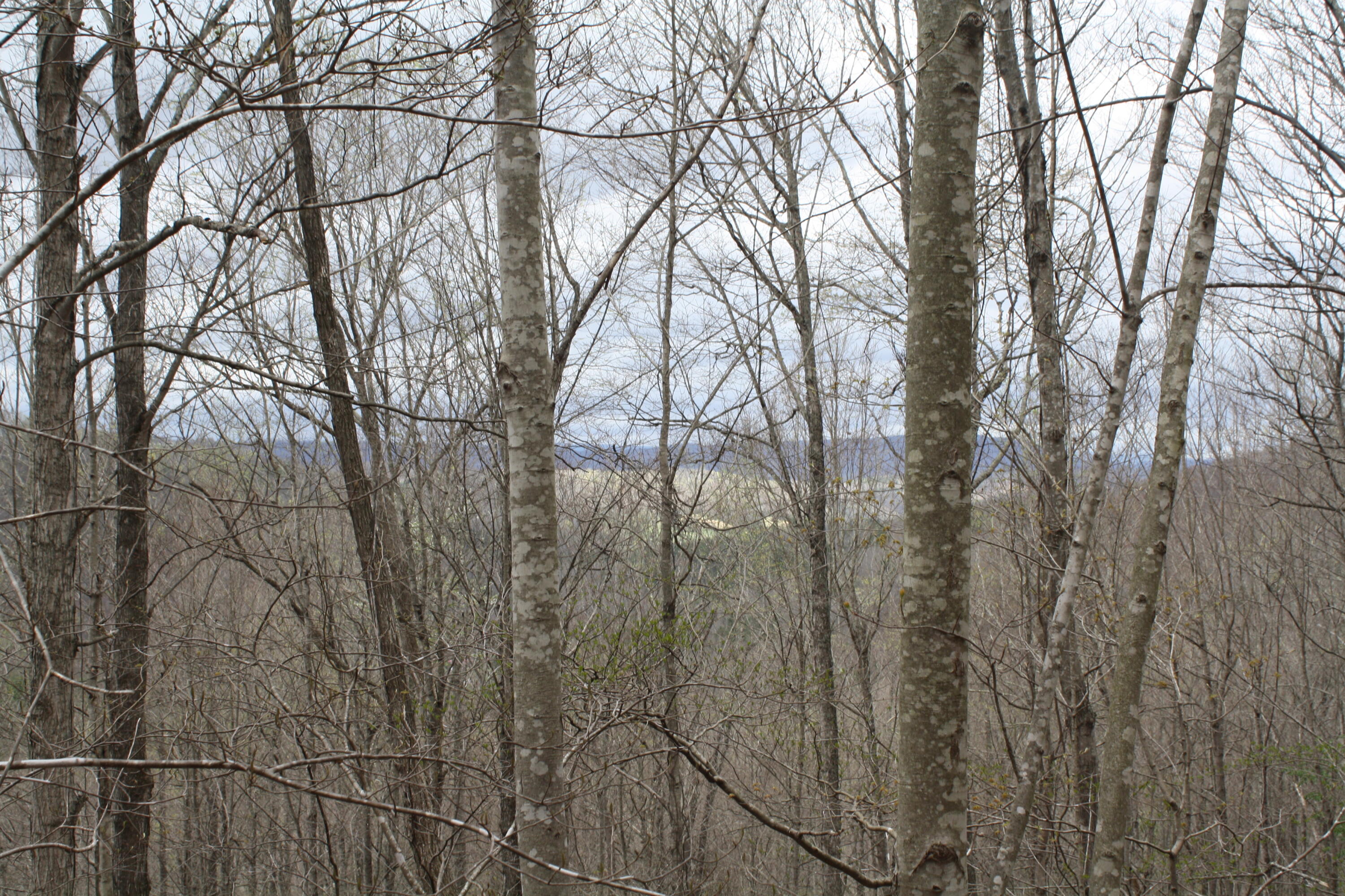 2355 Nickells Mill Road Ronceverte, WV 24970 - Photo 81 of 91 Gallery Image 81