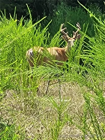 $24,500 | Wolcott Circle, Unit 3823 3824 & 39123915, Edwards, MO 65326