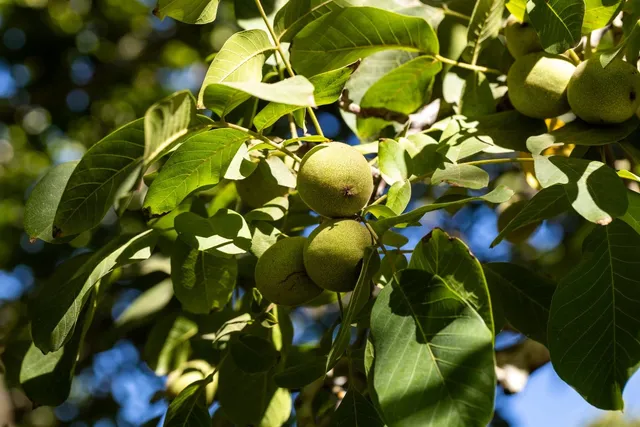 $5,550,000 | 1582 Highway 45, Knights Landing, CA 95645