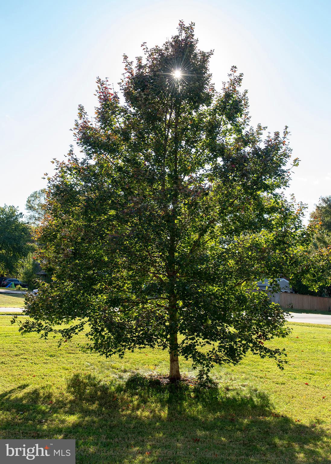 17501 Collier Circle Poolesville, MD 20837 - Photo 3 of 34 Red maple - this tree has a special story