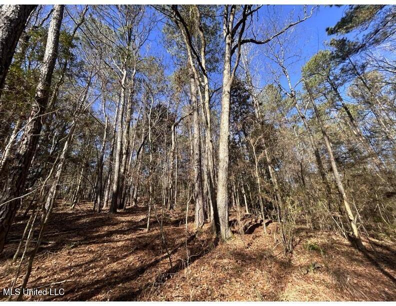 Poplar Springs Road Hazlehurst, MS 39083 - Photo 13 of 14 Poplar Springs - Hardwoods 2