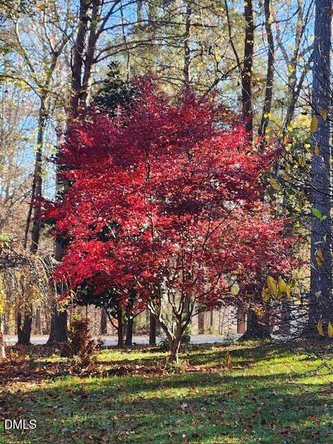 127 Cobble Brook Drive Rougemont, NC 27572 - Photo 41 of 48 a view of yard with tree