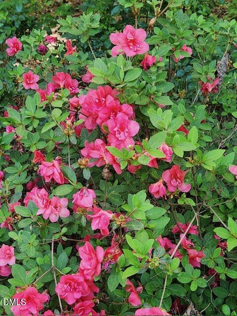 127 Cobble Brook Drive Rougemont, NC 27572 - Photo 42 of 48 a view of a flower